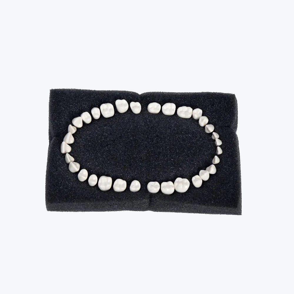 API Typodont Teeth Set with Screw